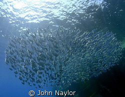 taken at bros. red sea nikon d200 10.5 lens by John Naylor 